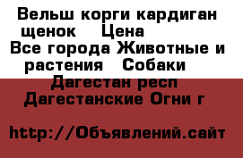 Вельш корги кардиган щенок  › Цена ­ 35 000 - Все города Животные и растения » Собаки   . Дагестан респ.,Дагестанские Огни г.